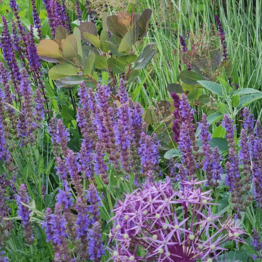 Salvia Nemorosa Ostfriesland