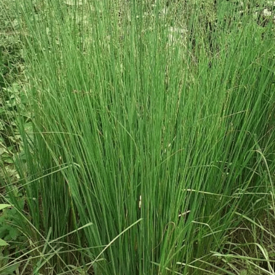 Molinia Caerulea Heidebraut (Pijpestrootje)