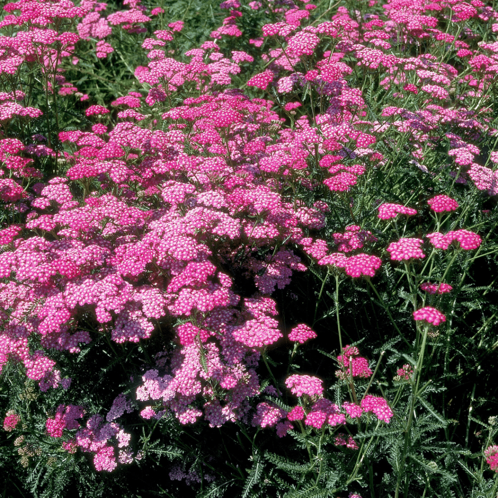 Achillea Millefolium Cerise Queen (Duizendblad)