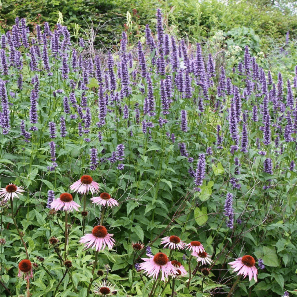 Agastache Black Adder (Dropplant)