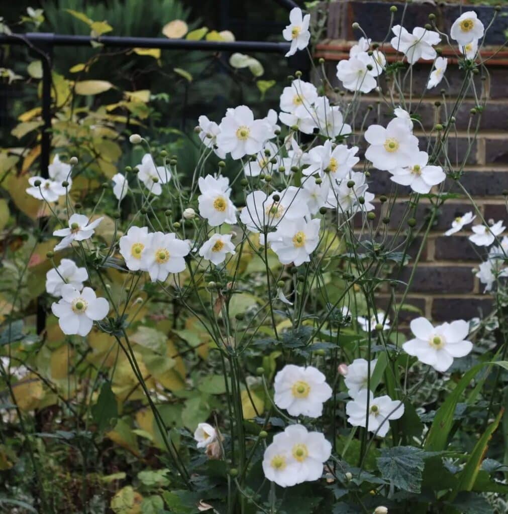 Anemone Honorine Jobert (Herfstanemoon)