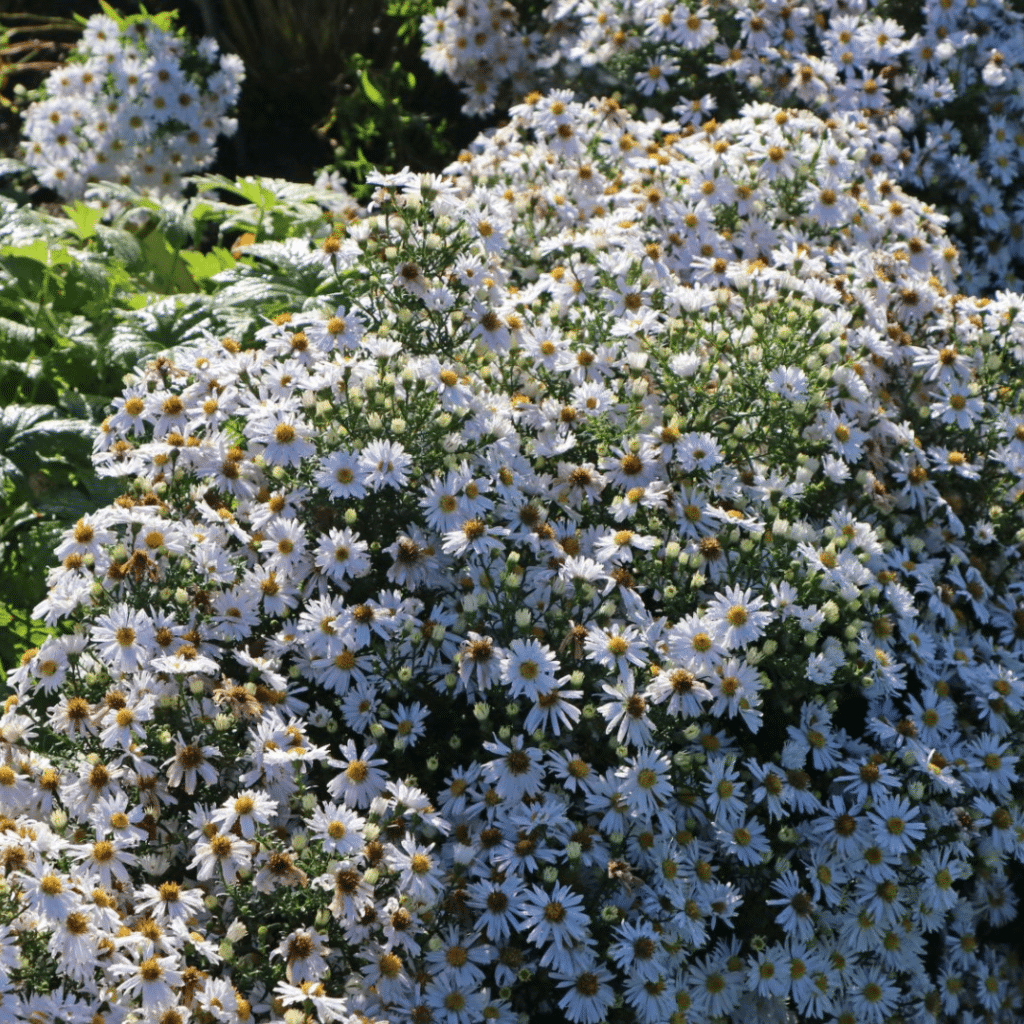 Aster Dumosus Apollo (Herfstaster)