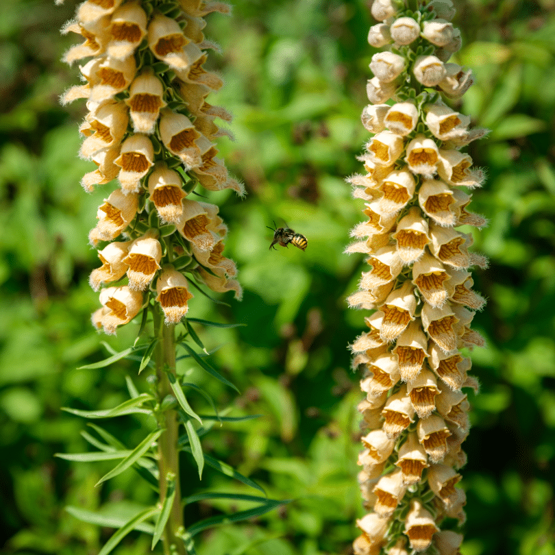 Digitalis Ferruginea (Vingerhoedskruid)