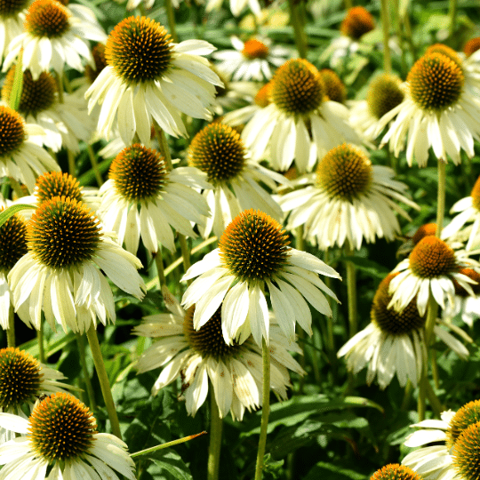 Echinacea Purpurea White Swan (Zonnehoed)