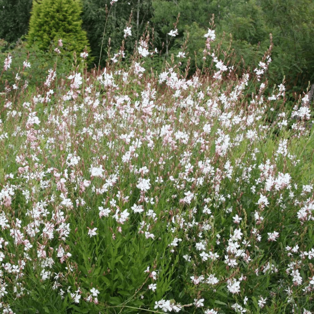 Gaura Lindheimeri Whirling Butterflies (Prachtkaars)