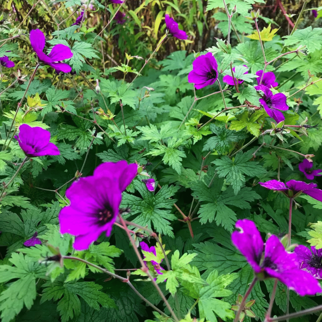 Geranium Anne Thompson (Ooievaarsbek)