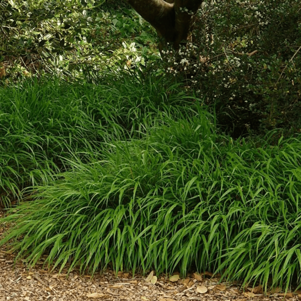 Hakonechloa Macra (Japans Berggras)