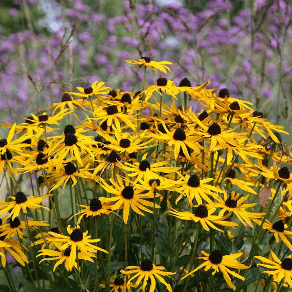 Rudbeckia Fulgida Goldsturm (Zonnehoed)