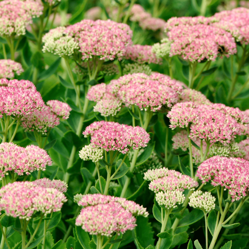 Sedum Herbstfreude (Hemelsleutel)