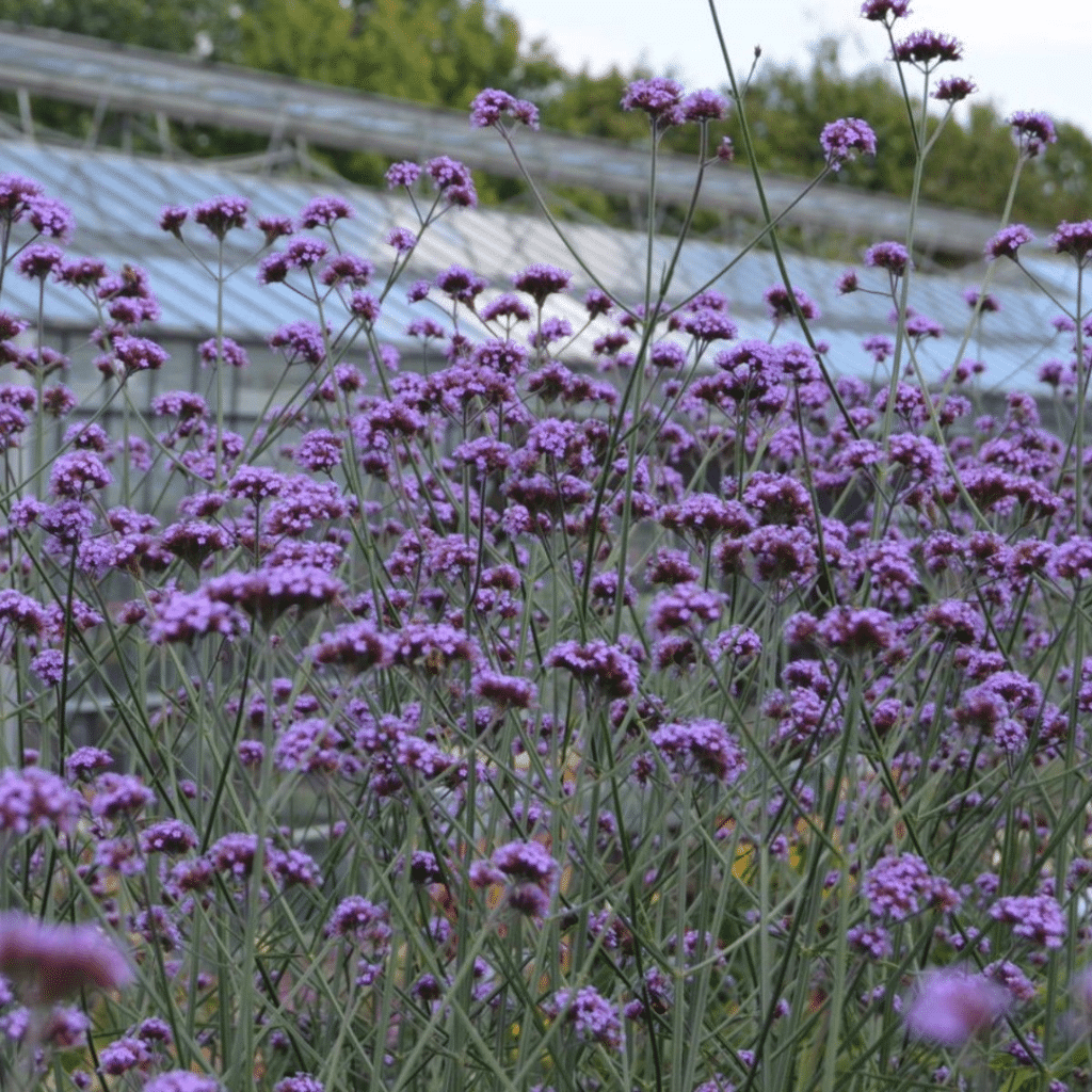 Verbena Bonariensis (Ijzerhard)