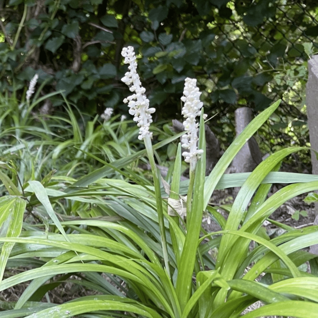 Liriope Muscari Monroe White (Wit Leliegras)