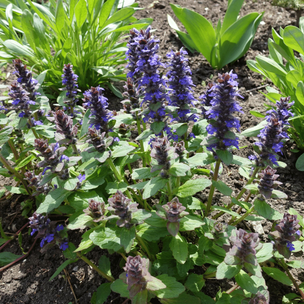 Ajuga Reptans (Kruipend Zenegroen)