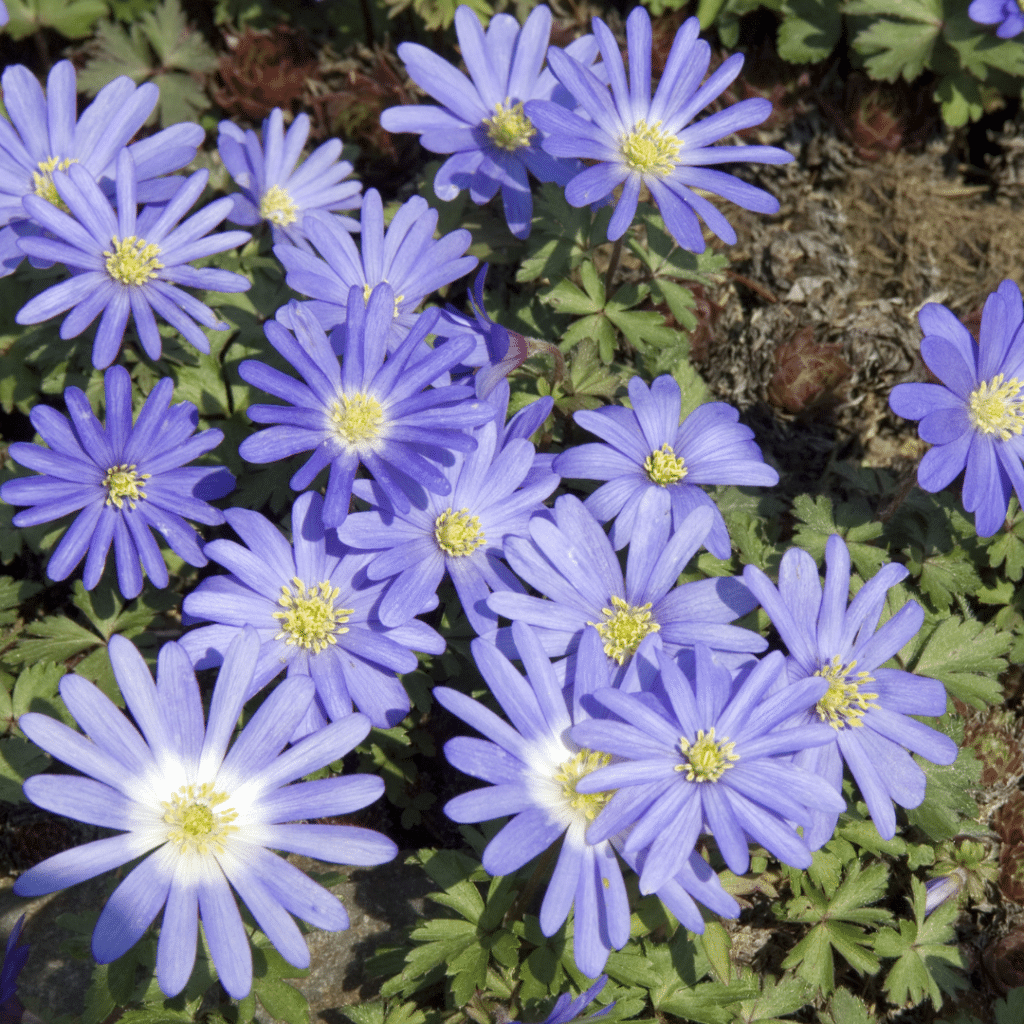 Anemone Blanda (Blauwe Anemoon)