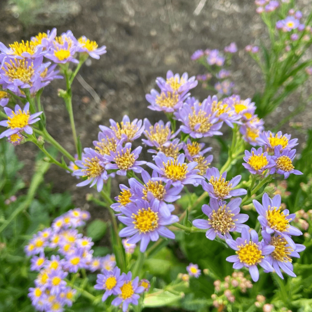 Aster Tataricus Jindai (Tartaarse Aster)