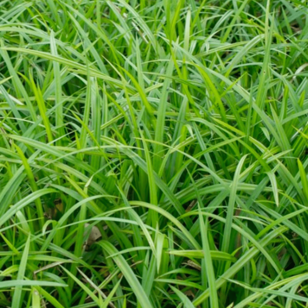 Carex Morrowii Irish Green (Zegge)