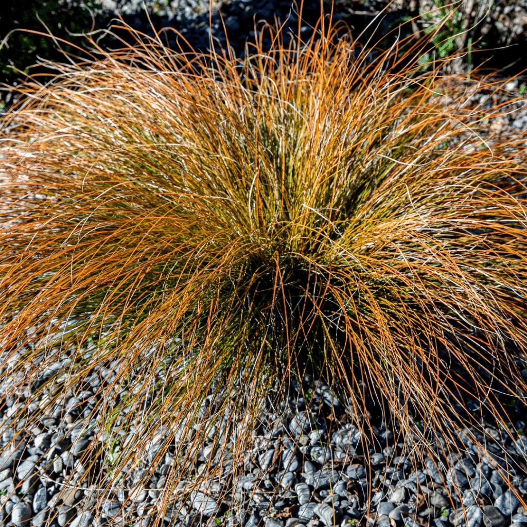 Carex Testacea Prairie Fire (Oranje Zegge)