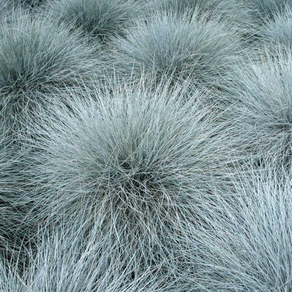 Festuca Glauca Elijah Blue (Schapengras)