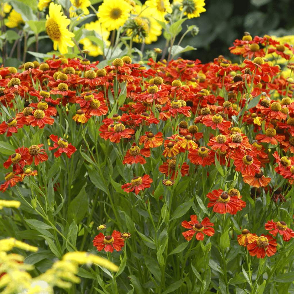 Helenium Moerheim Beauty (Zonnekruid)