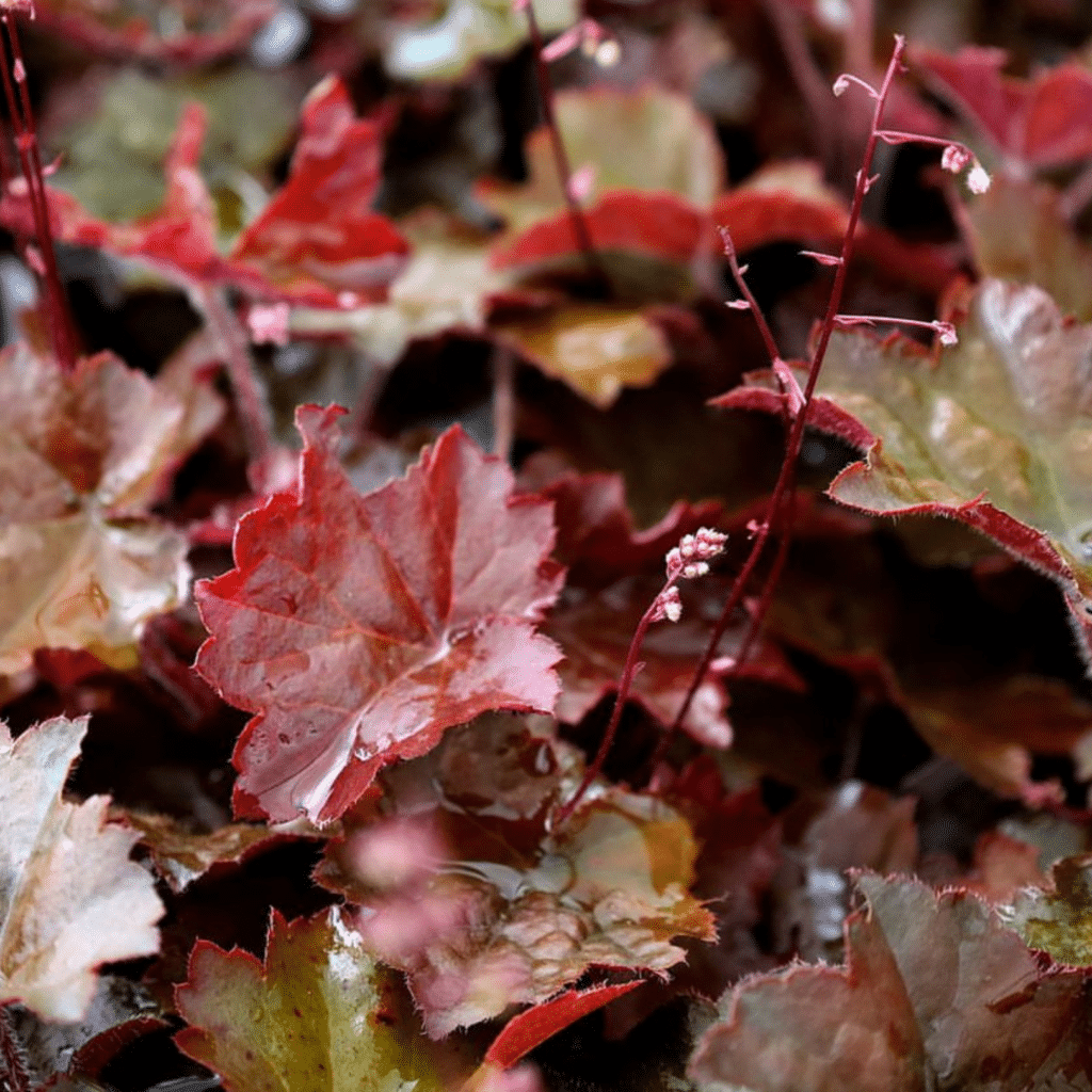 Heuchera Micrantha Palace Purple (Purperklokje)