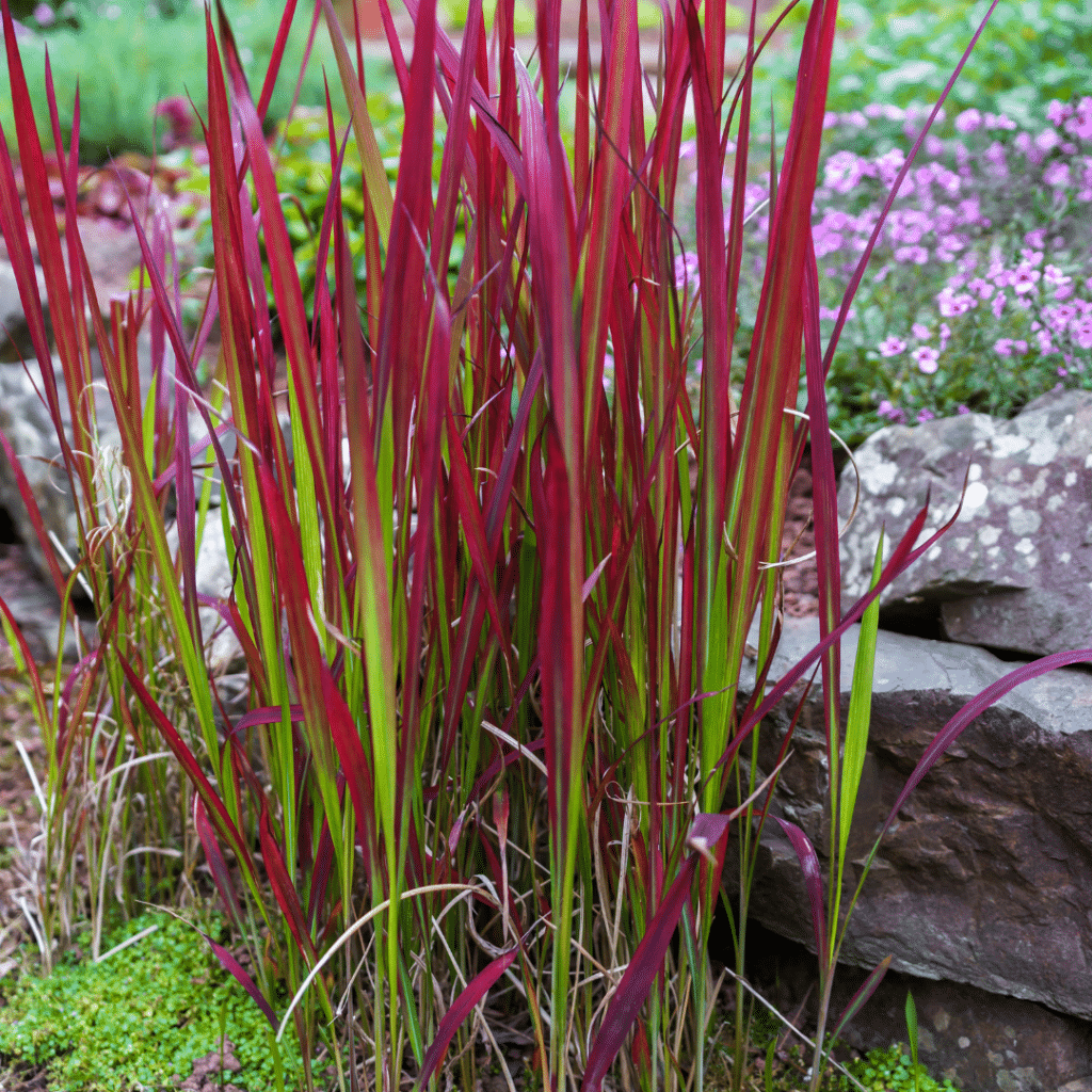 Imperata Cylindrica Red Baron (Japans Bloedgras)