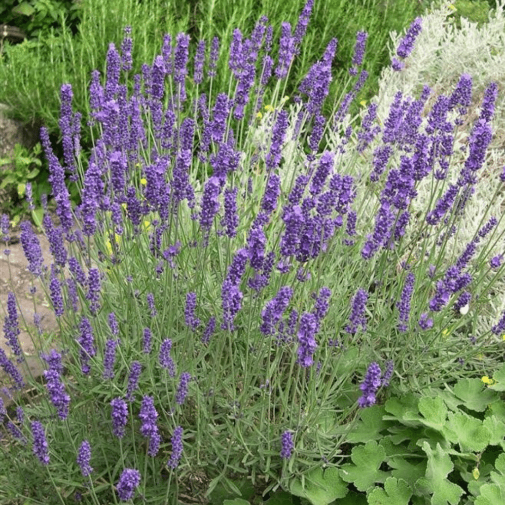 Lavendula Angustifolia Hidcote (Lavendel)