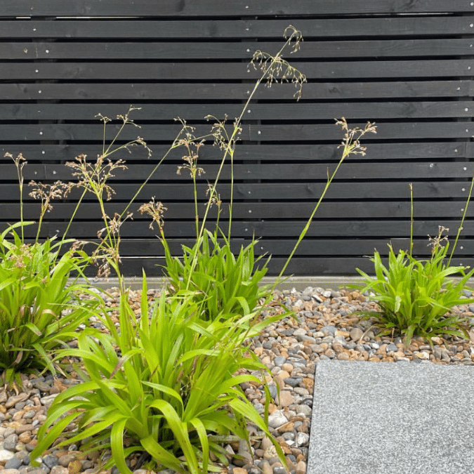 Luzula Sylvatica (Grote Veldbies)