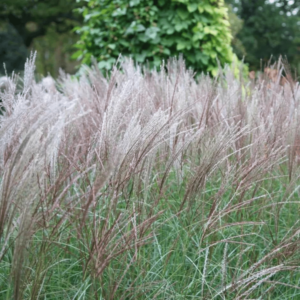 Miscanthus Sinesis Kleine Silberspinne (Prachtriet)