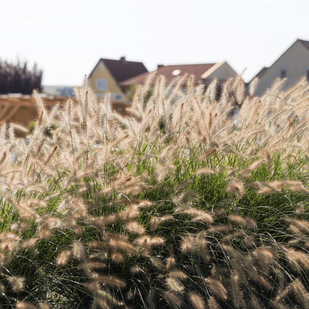 Pennisetum Alopecuriodes (Hameln)