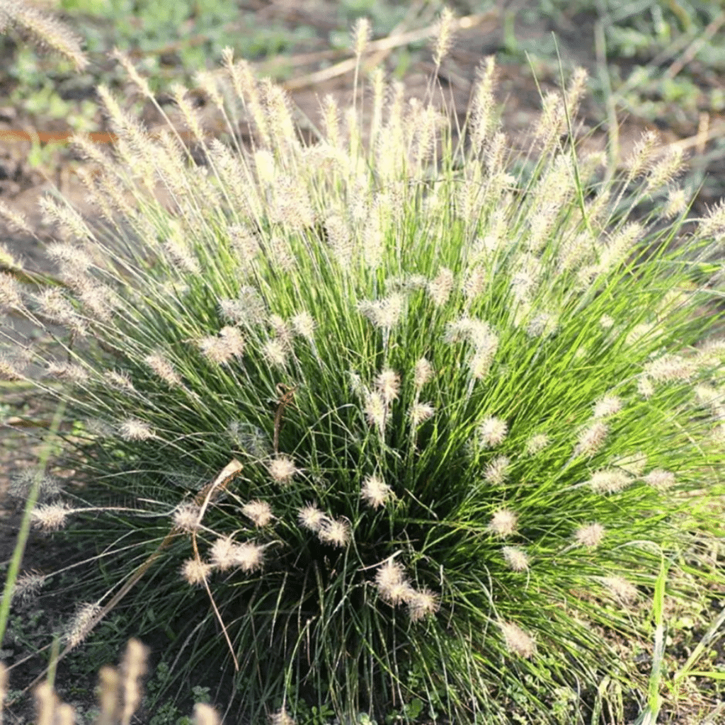 Pennisetum Alopecuroides Little Bunny (Lampenpoetsergras)