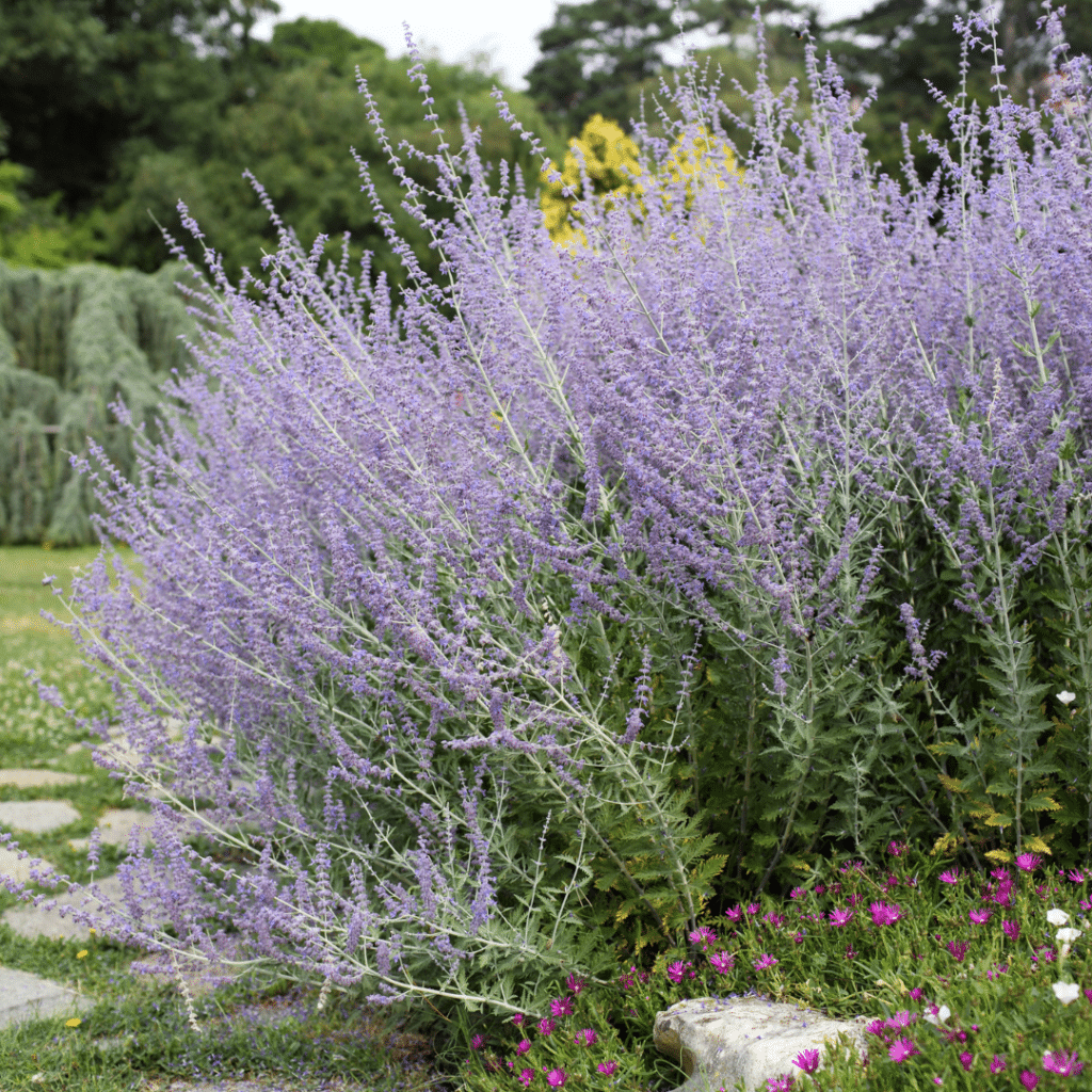 Perovskia Atriplicifolia Blue Spire (Reuzenlavendel)