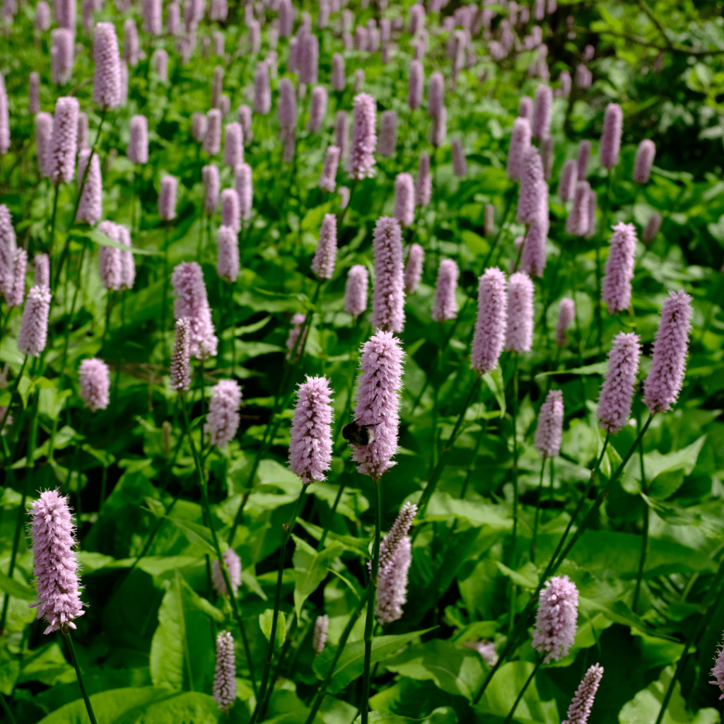 Persicaria Bistorta (Adderwortel)