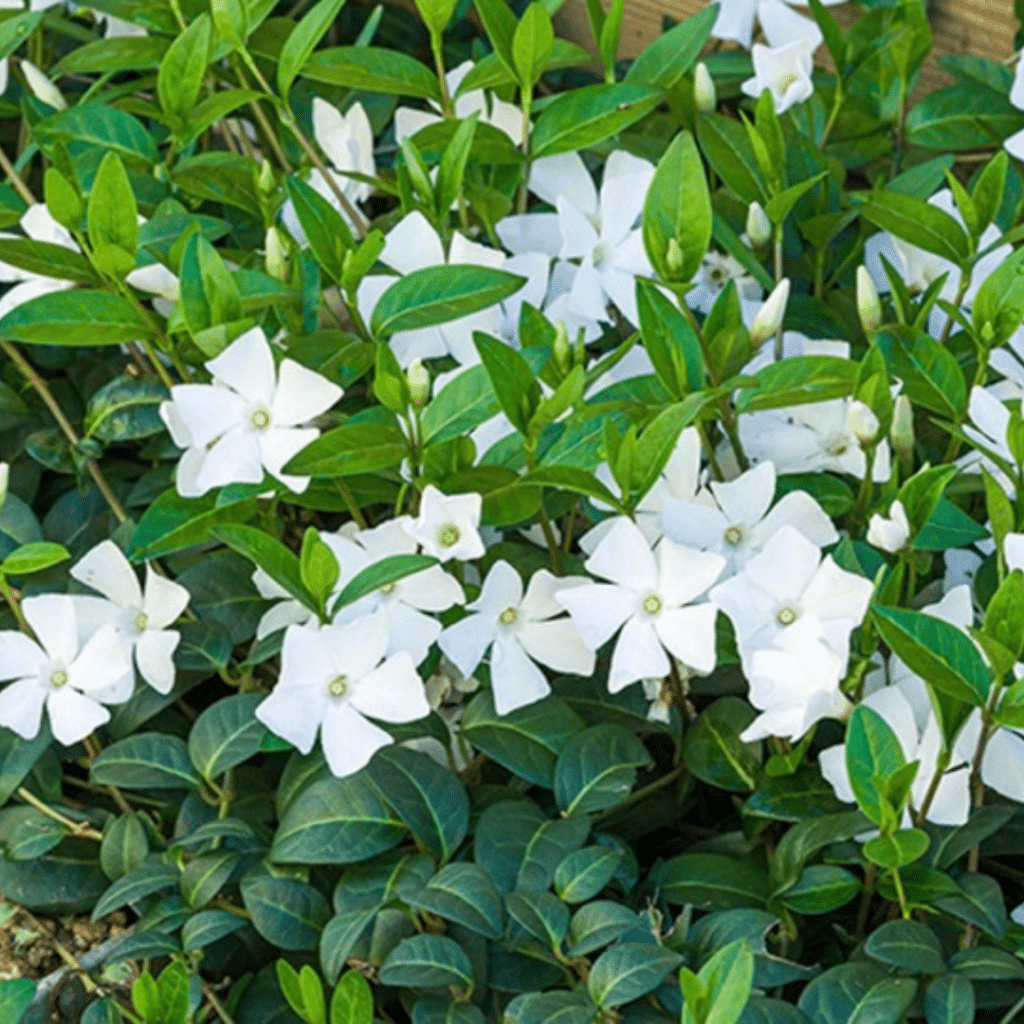 Vinca Minor Alba (Kleine Maagdenpalm)