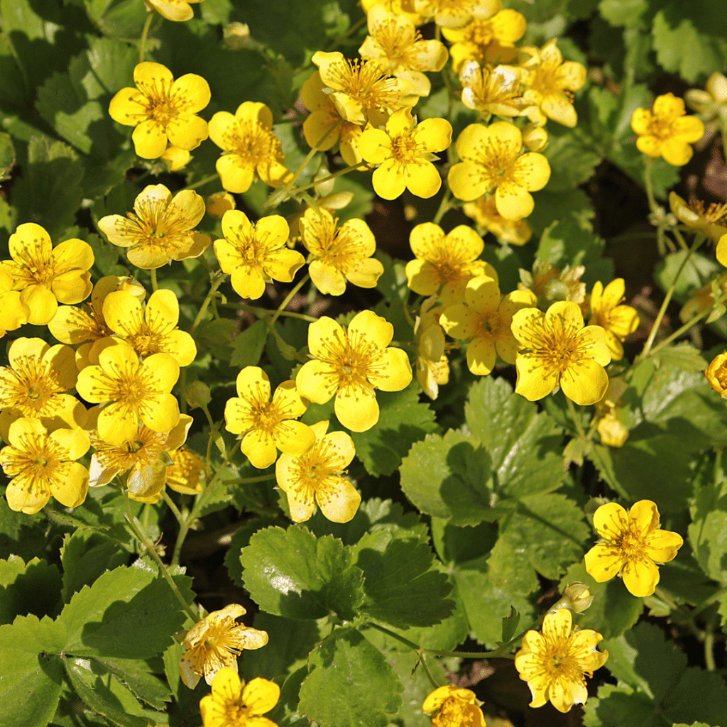 Waldsteinia Ternata (Goudaardbei)