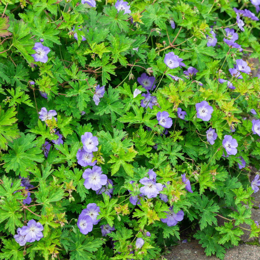 Geranium Rozanne (Ooievaarsbek)