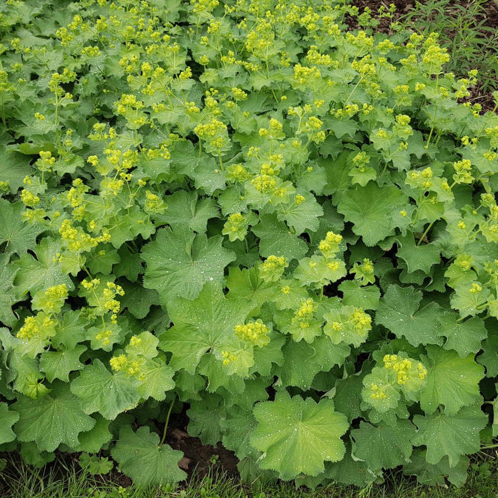 Alchemilla Mollis (Vrouwenmantel)