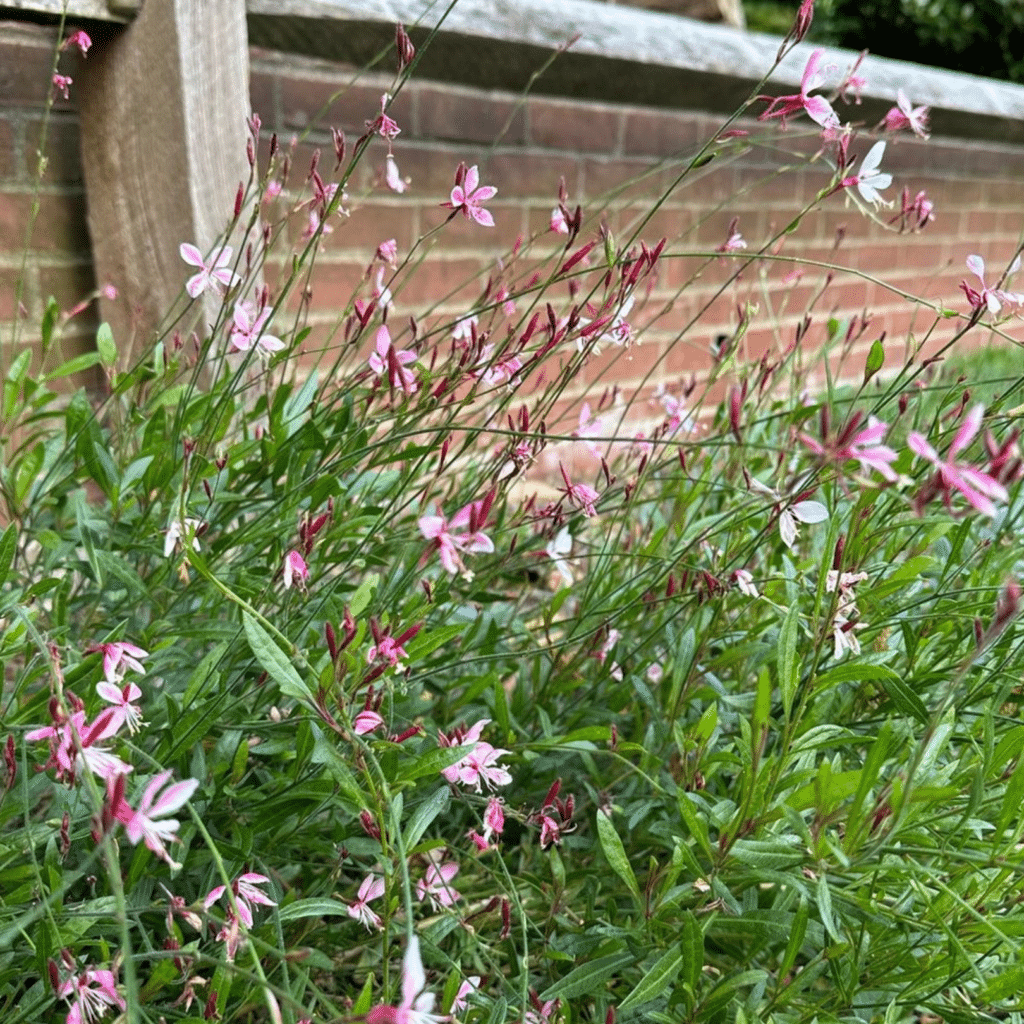 Gaura Lindheimeri Siskiyou Pink (Prachtkaars)