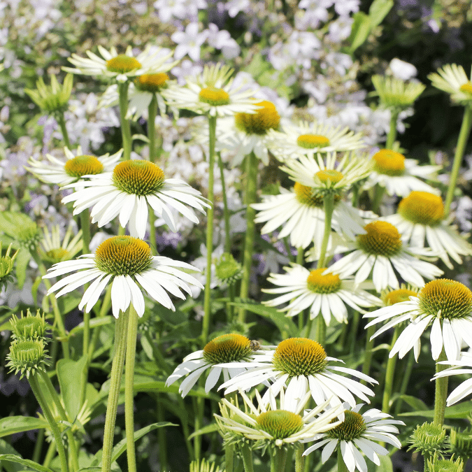 Echinacea Purpurea Alba (Witte zonnehoed)