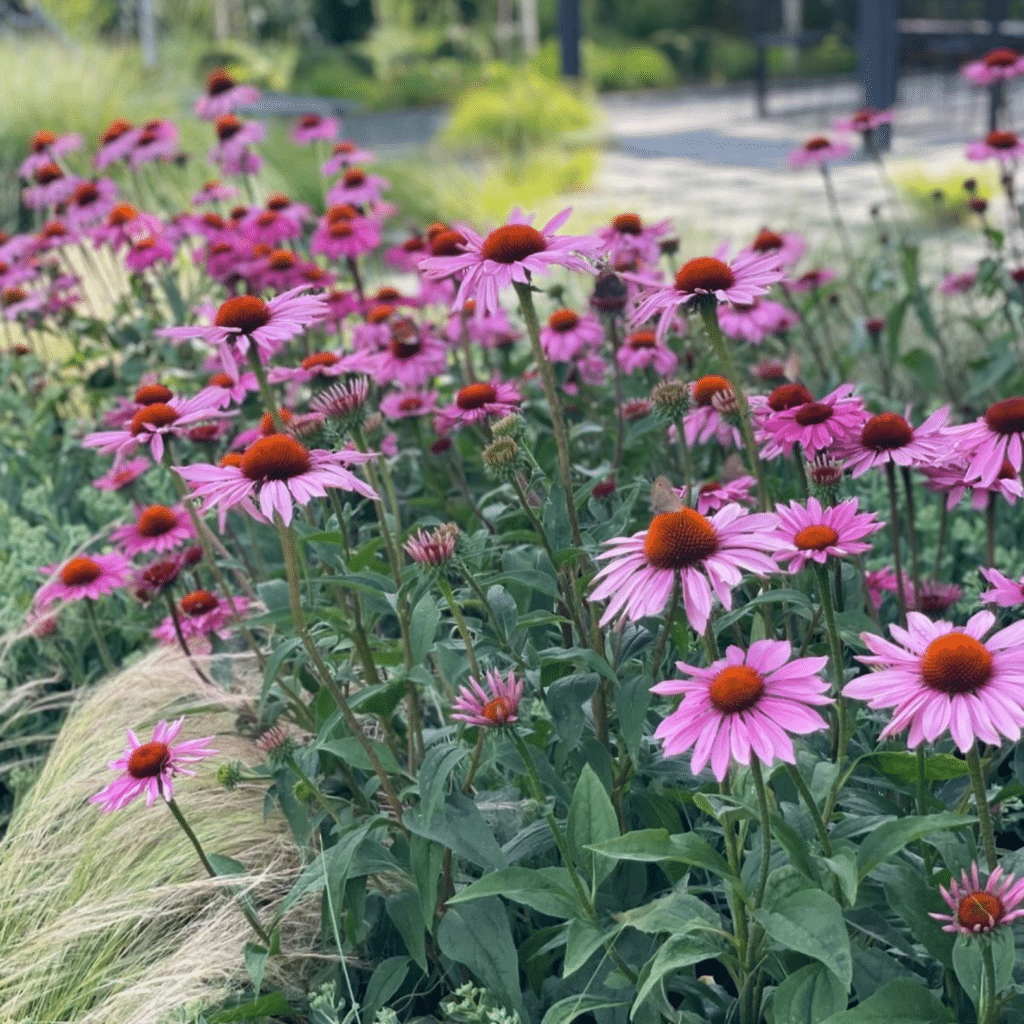 Echinacea Purpurea Magnus (Zonnehoed)