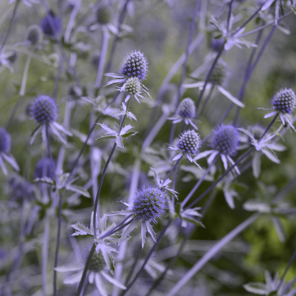 Eryngium planum (Kruisdistel)