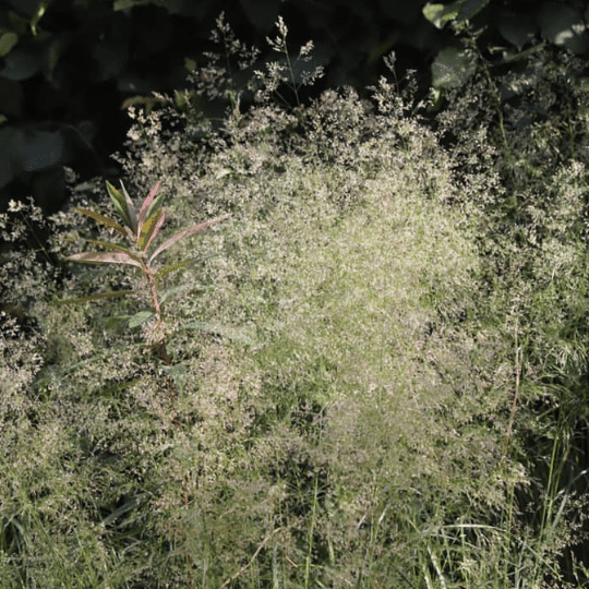 Deschampsia Cespitosa Goldtau (Ruwe Smele)