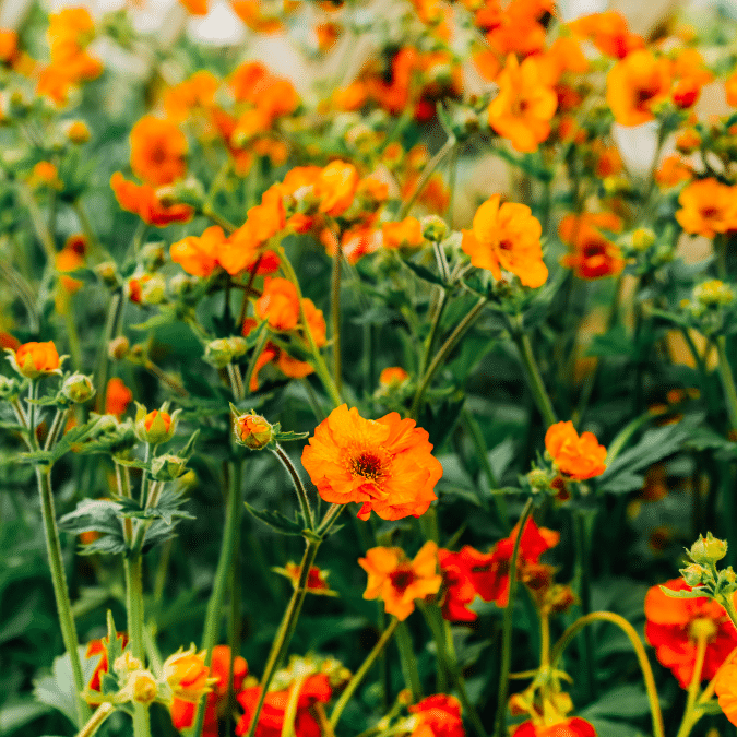 Geum Coccineum Borissii (Nagelkruid)