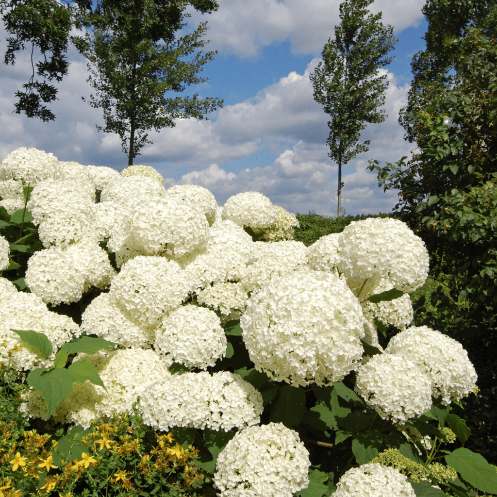 Hydrangea Arborescens Annabelle (Hortensia)