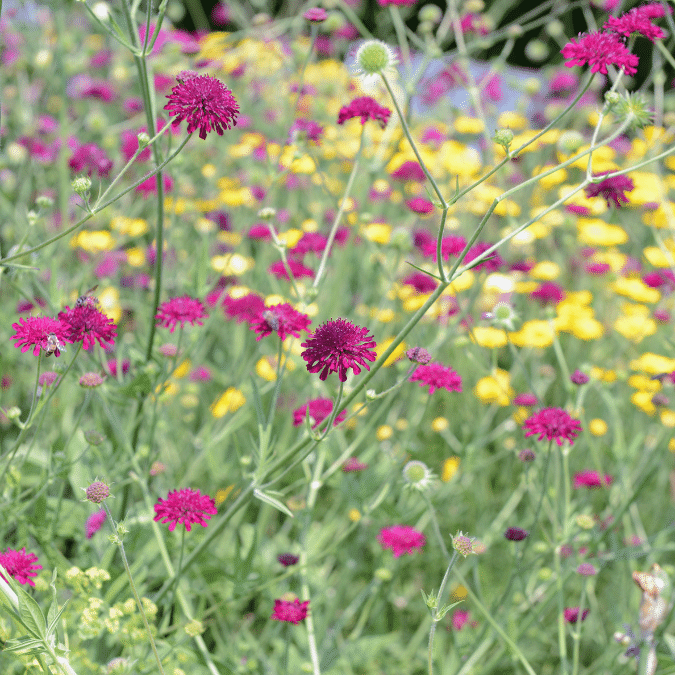 Knautia Macedonica (Beemdkroon)