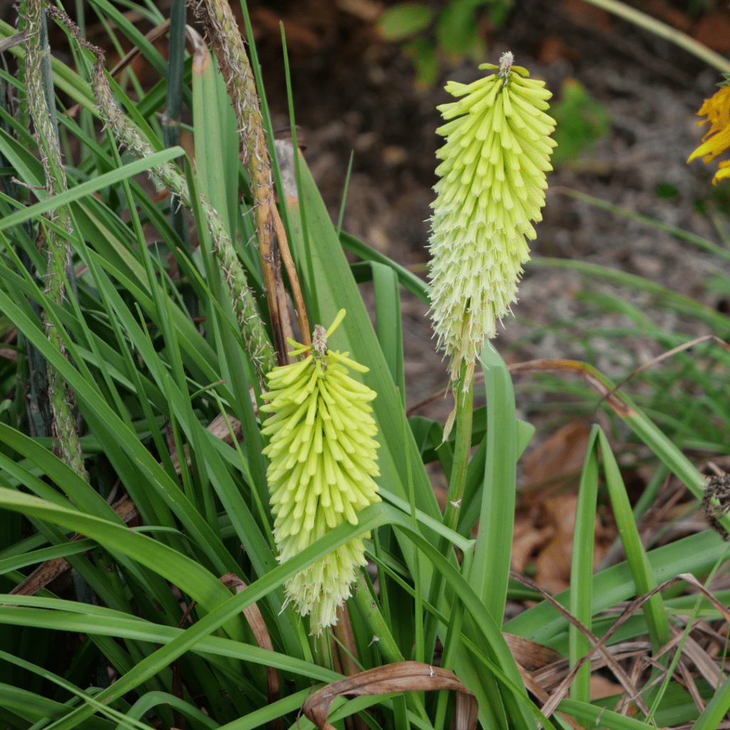 Kniphofia Little Maid (Vuurpijl)