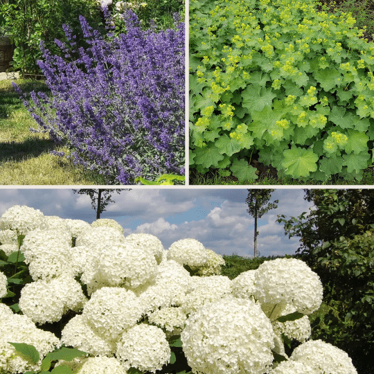 Landelijke tuinpracht