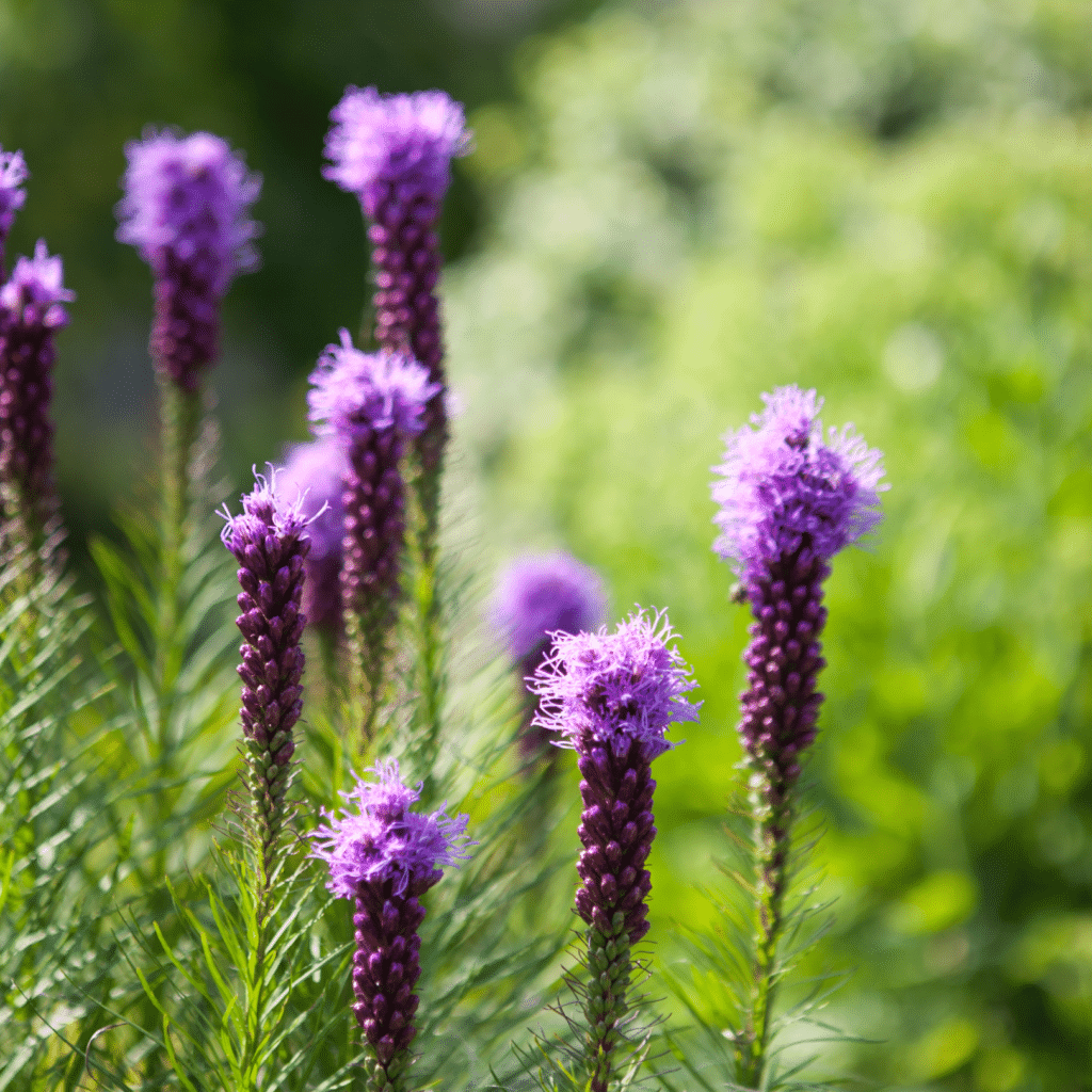 Liatris Spicata (Lampenpoetser)