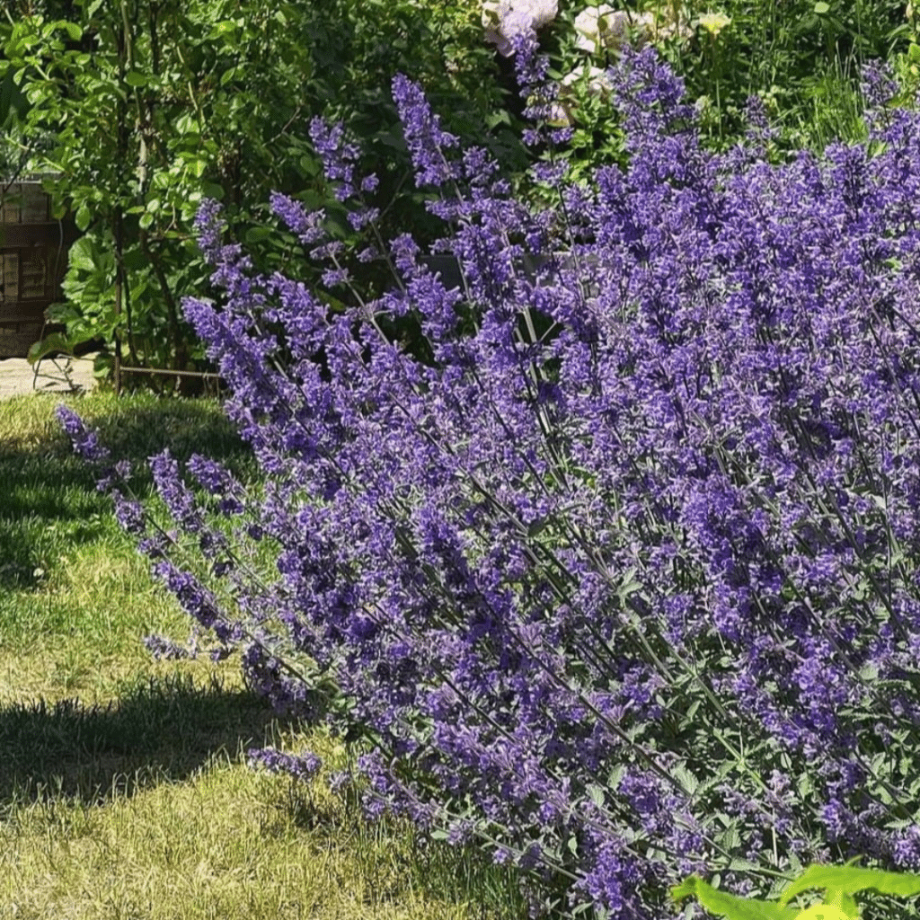 Nepeta Faassenii Walkers Low (Kattenkruid)