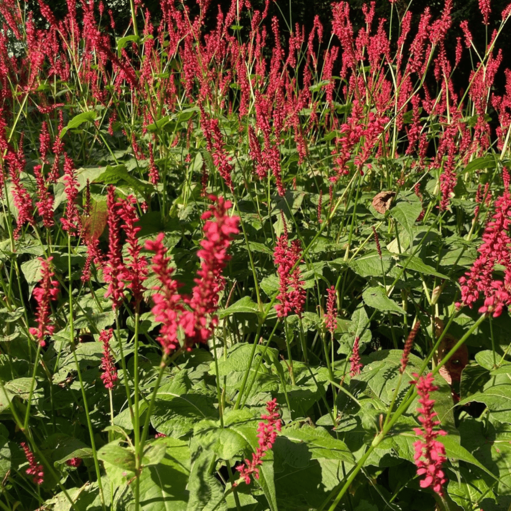 Persicaria Amplexicaulis Speciosa (Duizendknoop)