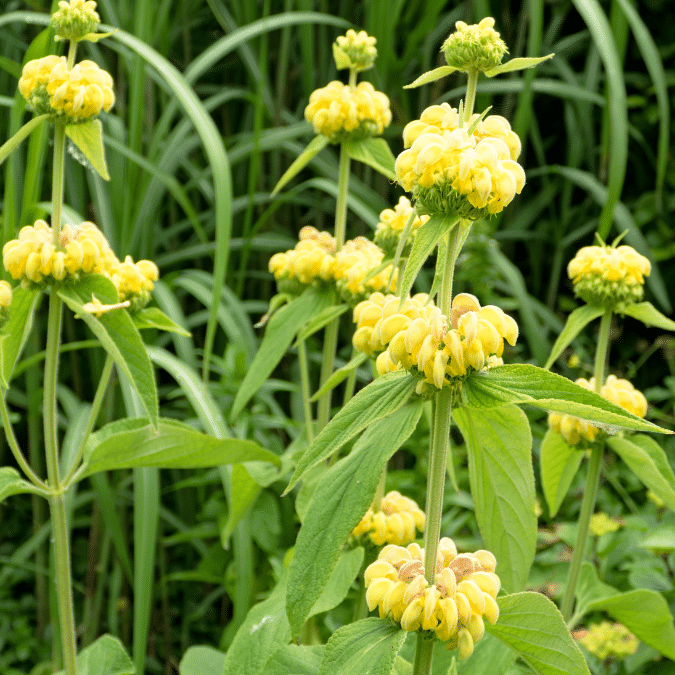 Phlomis Russeliana (Brandkruid)