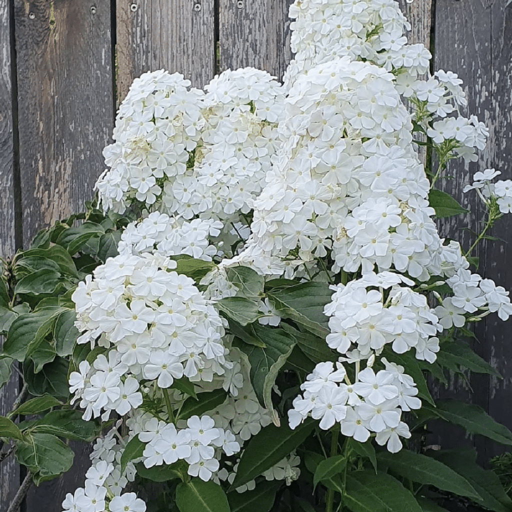 Phlox Douglasii White Admiral (Vlambloem)